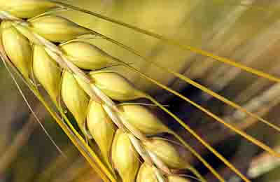 江蘇農業供給側結構性狀況及改善